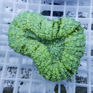 Bright green Romanesco broccoli floret resting on a white grid surface with knobby, fractal-like buds