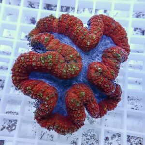 Red brain coral fragment with orange ridges and green-polyped surfaces on a blue base, resting on a white grid rack.
