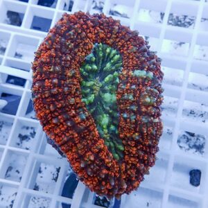 Colorful coral fragment with bright red outer ring and neon green center on a white grid rack.