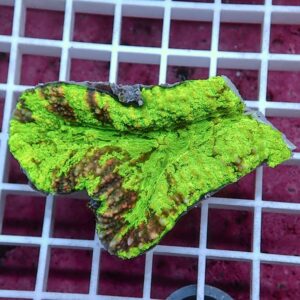 Rock fragment covered in bright neon green lichen with brown patches on a white grid surface.