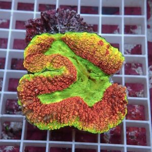 Neon green coral fragment with red-orange ridges resting on a white grid surface outside of water.
