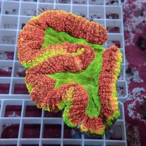 Colorful coral fragment with red ridges and green center on a white grid in an aquarium, close-up.