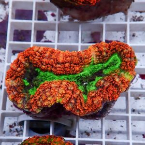 irm-b-2675 - AQUAGIFT 用品ショップ Close-up of a bright orange and green coral fragment resting on a white grid rack.