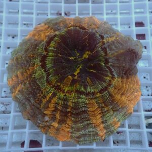 Bright orange and green brain coral resting on a white grid surface, with pronounced ridges and a circular, textured pattern