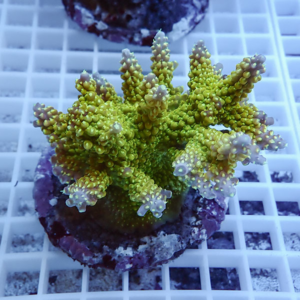 Branching yellow‑green coral fragment with tiny polyp heads mounted on a purple frag plug, resting on a white grid rack in an aquarium.