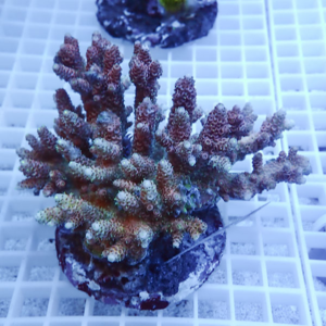 Branching Acropora coral frag mounted on a plug in a reef aquarium, blue-tinted lighting.