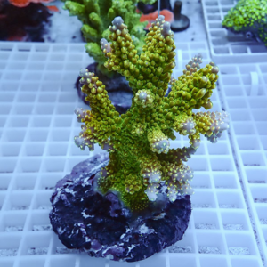 Green branching coral frag with pale polyps on a dark rock, mounted on a white grid rack in an aquarium setting, close-up.