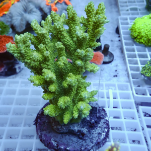 Bright green branching coral frag in a small pot on a white grid rack under blue lighting