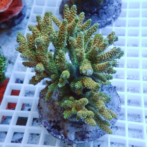 Green branching coral frag mounted on a round plug on a white coral rack in an aquarium.