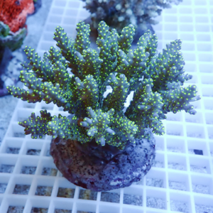 Green branching coral frag with bright neon polyp tips on a rocky base atop a white grid rack in an aquarium setting.