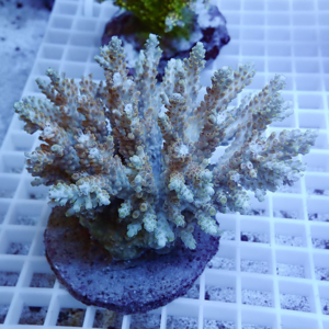 Branching coral frag mounted on a round plug, pale beige to white branches on a white grid surface.