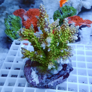 Bright green branched coral (Acropora) with pale tips mounted on a rock plug in a white frag rack under blue aquarium lighting