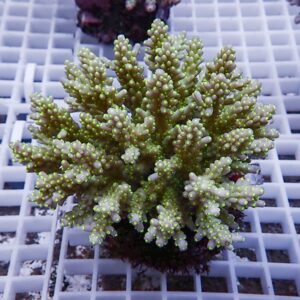 Olive-green Acropora coral fragment with small yellow-tipped polyps mounted on a white grid background.