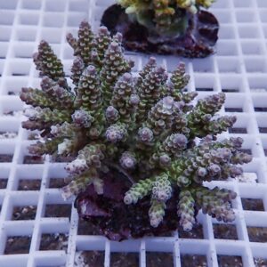 Small branching coral frag with compact, rounded polyps on a pink plug, placed on a white grid rack