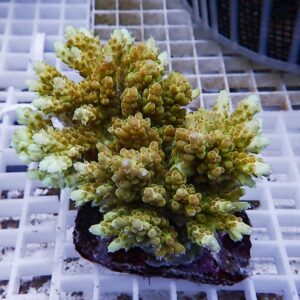 Branching succulent with yellow-green beadlike leaves forming coral-like clusters on a dark rock surface atop a plastic grid.