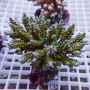 Branching green Acropora coral fragment with lime-yellow tips mounted on a purple frag plug on a white grid rack in a reef tank context