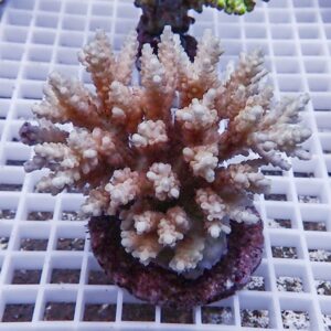 Pastel pink-and-cream branching coral frag mounted on a purple frag plug on a white grid (reef aquarium context).