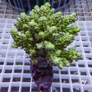 Branching green coral fragment with rounded polyps on a pinkish base sitting on a white grid rack in an aquarium setting