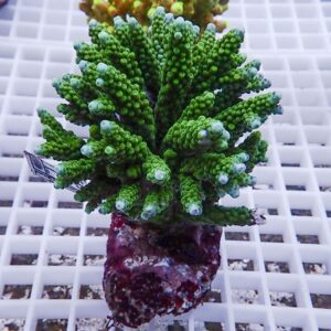 Green branching coral frag with rounded tips on a purple plug atop a white grid surface.