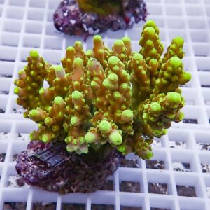 Neon green branching coral fragment mounted on a purple base, sitting on a white frag rack.