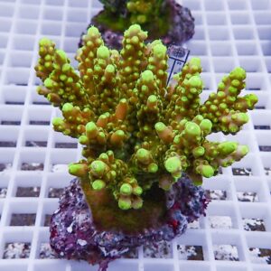 Neon-green branching coral fragment mounted on a white grid platform with small bead-like polyps.