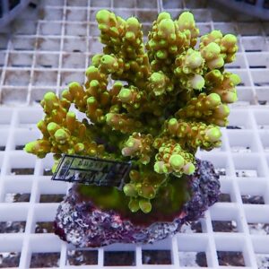 Bright yellow-green branching coral mounted on a coral plug on a white grid rack in an aquarium.