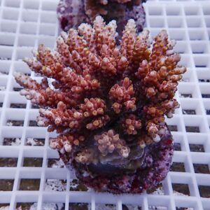 Close-up of a pink-orange branching coral fragment mounted on a purple base on a white grid rack in a reef tank's frag setup.