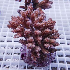 Pink branching coral frag with chunky, rounded tips resting on a white grid rack in an aquarium setting