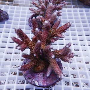 Red-tinged branching coral fragment mounted on a purple frag plug, placed on a white grid rack in a reef tank