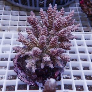 Pink branching coral frag mounted on a plug, resting on a white grid in a reef tank, with chunky polyps and purple-pink coloration.