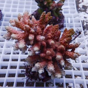 Pink-to-orange Acropora coral frag with pale white tips resting on a white grid rack in a reef aquarium setup.