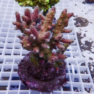 Pink branching coral frag with purple base on a white grid frag plug (reef aquarium).
