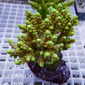 Bright neon green coral frag with rounded branch tips mounted on a reddish base, on a white grid rack in an aquarium setting.