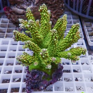 Bright green branching Acropora coral fragment on a white frag plug in a reef tank.