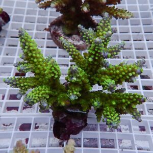 Bright green branching coral frag with small rounded polyps resting on a plastic grid on a rack.