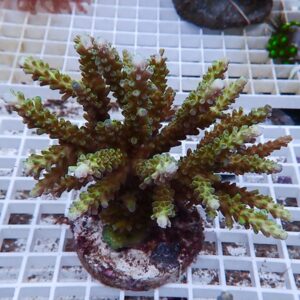 Succulent with finger-like branches and small rounded leaves in a circular pot on a white grid surface.
