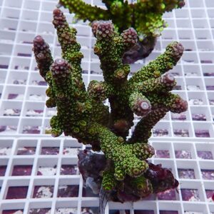 Green branching coral frag with small circular polyps on a white grid display rack.