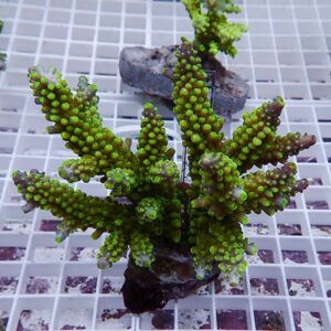 Bright green branching coral fragment with densely knobby, bead-like branches mounted on rock.