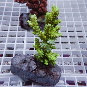 Bright green branching coral fragment attached to a dark rock on a white grid rack in an aquarium setting.