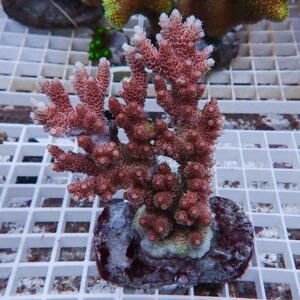 Pink branching coral frag (Acropora) mounted on a plug, sitting on a grid rack in a reef setup.