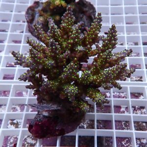 Purple branching coral with small neon-green polyps extending from each branch on a white grid background, in an aquarium setting