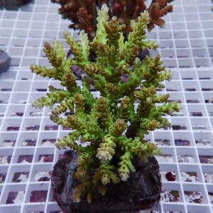 Green branching coral-like plant with stubby segments rooted in a rock on a white grid shelf.