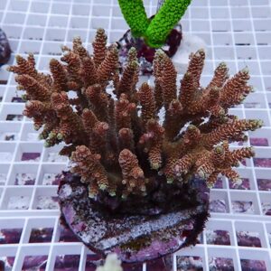 Brown branching coral frag mounted on a circular plug sits on a white grid rack in an aquarium setting.
