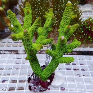 Bright fluorescent green branching coral mounted on rock in a display tank, with a white grid background and other corals in the blurred background.