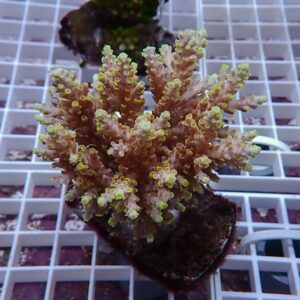Branching coral frag with pale pink branches and yellow tips on a white frag rack in aquaria setup