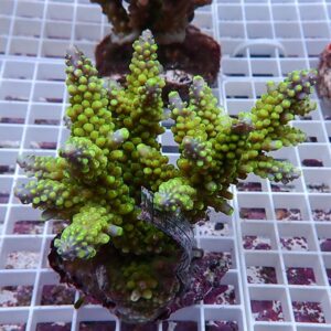 Green branching coral fragment with bulbous polyps mounted on a rock plug, resting on a white grid rack.