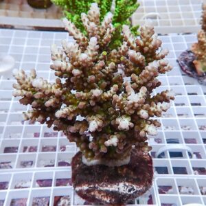 Branching coral frag with pale pink-tipped branches mounted on a plug, resting on a white grid aquarium rack.