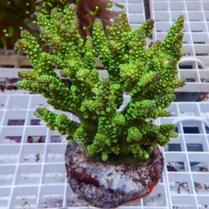Bright green branching coral-like plant with knobby tips in a small pot on a white grid surface