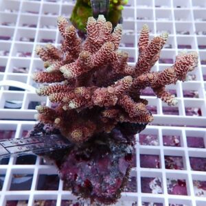 Pink branching coral fragment with small yellow-tipped branchlets resting on a white grid rack.