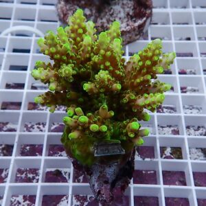 Bright green branching coral frag mounted on a grid rack in an aquarium setup.